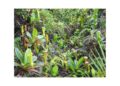 cooking with wild plants
