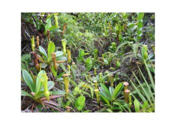 cooking with wild plants