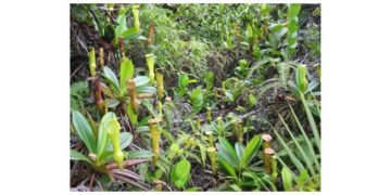 cooking with wild plants