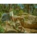 how to set up camp monster hunter wilds