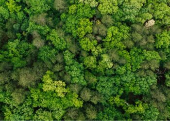natural world disneynature growing up wild