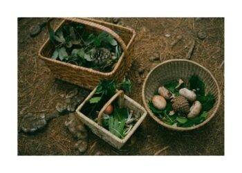 seasonal foraging guide