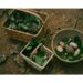 seasonal foraging guide