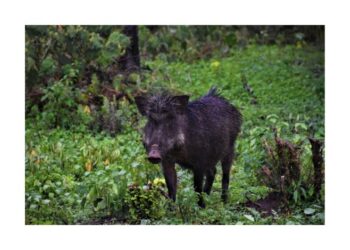 where can i pick up a voorhies wild hog trap