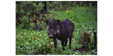 where can i pick up a voorhies wild hog trap