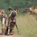 monster hunter wilds how to set up camp