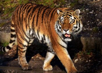 mh wilds guard up