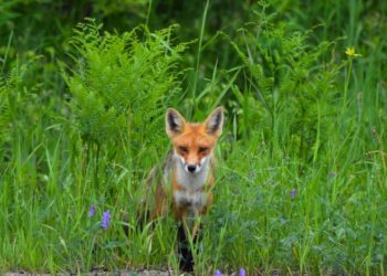 mh wilds recovery up