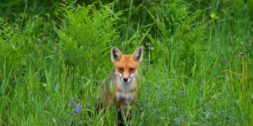 mh wilds recovery up