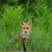 mh wilds recovery up