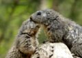 wild kratts groundhog wake up call