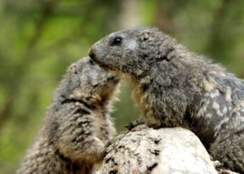 wild kratts groundhog wake up call