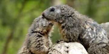 wild kratts groundhog wake up call