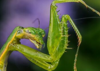 can you pick up wild praying mantis
