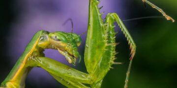can you pick up wild praying mantis