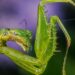 can you pick up wild praying mantis