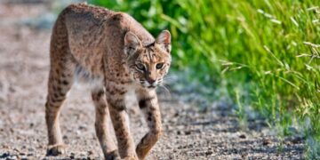 guard up monster hunter wilds