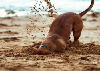 how to keep wild animals from digging up buried pets