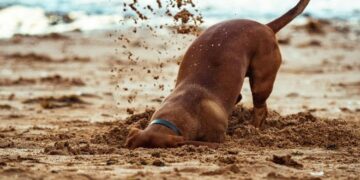 how to keep wild animals from digging up buried pets