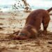 how to keep wild animals from digging up buried pets