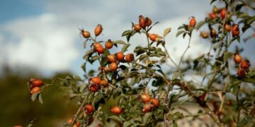how to set up wild deodorant