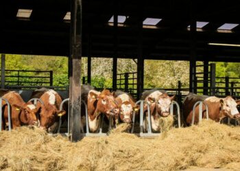 Stuart Furber Animal Welfare Ban