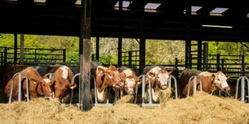 Stuart Furber Animal Welfare Ban