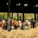 Stuart Furber Animal Welfare Ban