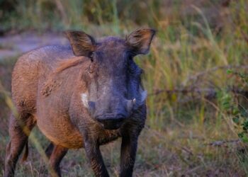 Wild Boar Clough