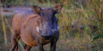 Wild Boar Clough