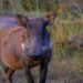 Wild Boar Clough