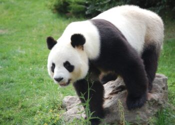 wild kratts panda power up
