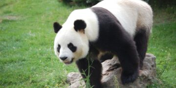 wild kratts panda power up