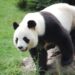 wild kratts panda power up