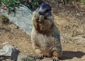 groundhog wake up call wild kratts
