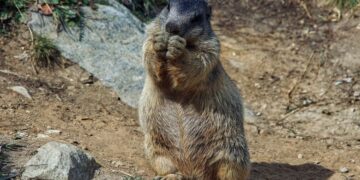 groundhog wake up call wild kratts