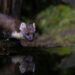 how to back up monster hunter wilds save