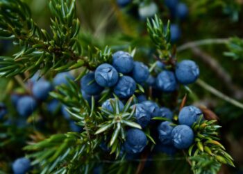 live it up original vs wild berry