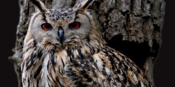 monster hunter wilds recovery up