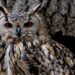 monster hunter wilds recovery up
