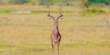 where did almanzo wilder grow up