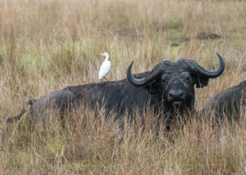 arby's buying buffalo wild wings​