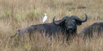 arby's buying buffalo wild wings​