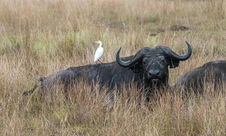 arby's buying buffalo wild wings