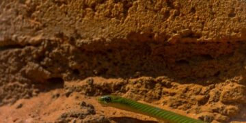 snake clan belong to seneca cayuga