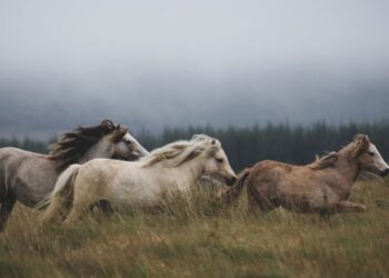 the grass isn't always greener on the other side​