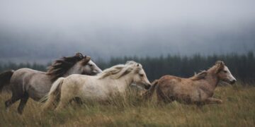 the grass isn't always greener on the other side​