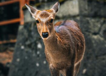 animal that falls in love with a tape dispenser