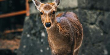 animal that falls in love with a tape dispenser