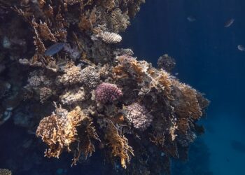 Diving in Marsa Alam